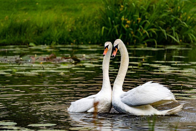 Les cygnes blancs et leur danse d'amour par Yvonne Van Hijum