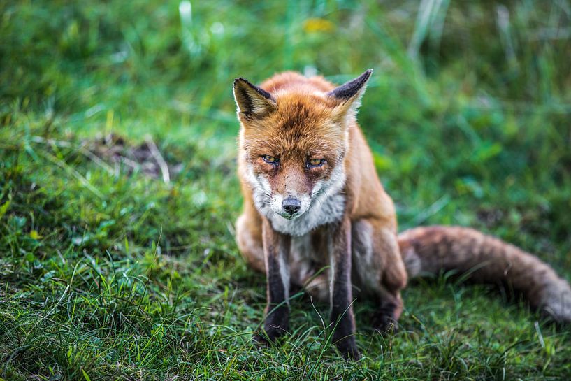 go away!  van Robin Smit