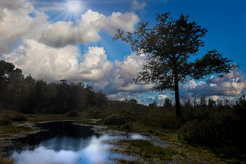 Boslandschap met Spiegelend Water en Zonnestralen - Natuurfotografie Noord-Brabant