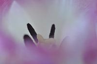 Dutch pink tulip