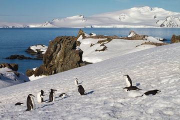 Colonies of penguins by Hillebrand Breuker