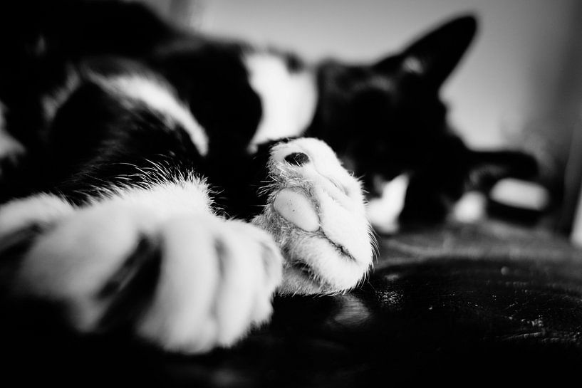 Le Chat botté par Maurice Weststrate