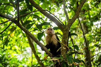 Singe capucin blanc (Costa Rica)