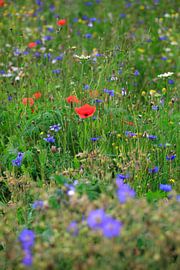 Blumenwiese von Thomas Jäger