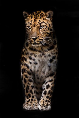 Slender big cat leopard is standing straight and looking inquiringly in the dark isolated black back