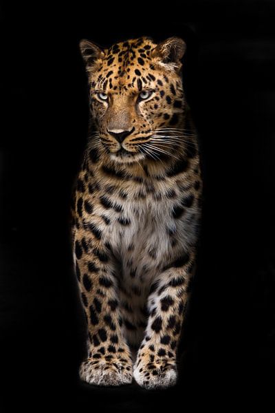Slender big cat leopard is standing straight and looking inquiringly in the dark isolated black back by Michael Semenov