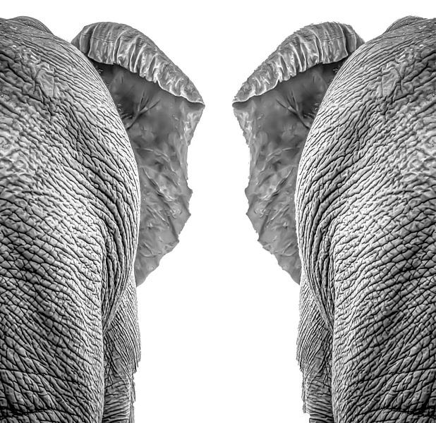 Elephants by Hennie Zeij