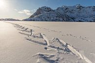 Langlaufspuren in unberührtem Schnee unter der prallen Sonne von Sander Groffen Miniaturansicht