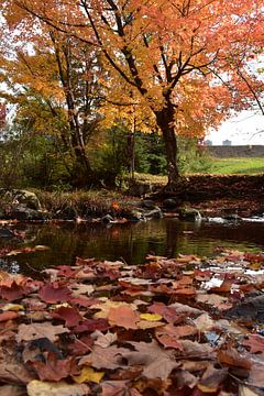 Een esdoorn in het park in de herfst van Claude Laprise