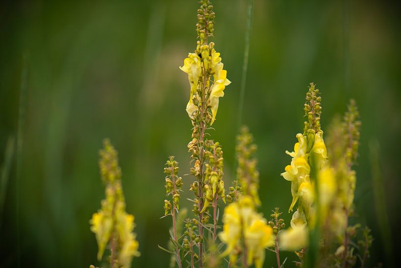 gelbe Wildblumen von Tania Perneel