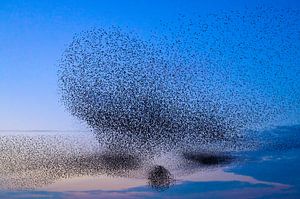 Starling murmuration during sunset at the end of the day