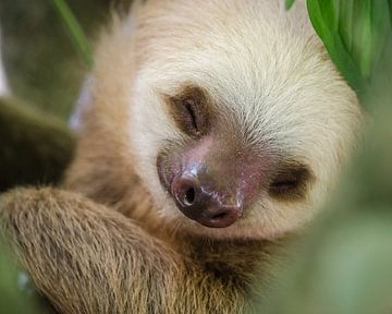 Luiaard / portrait of a sleeping sloth in a tree van Elles Rijsdijk
