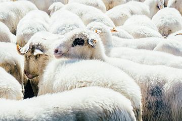 Le troupeau de moutons blancs sur Patrycja Polechonska