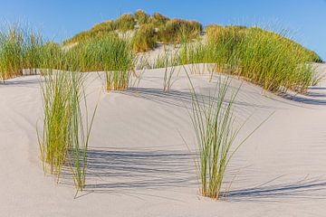 Sand dunes with dune grass on Terschelling