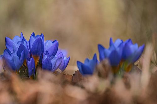 L'éveil du printemps