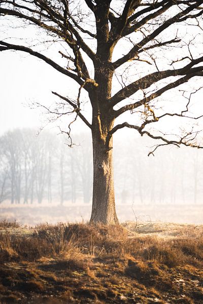 The trunk by Thijs Pausma