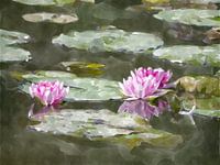 waterlelies bij zonsopgang