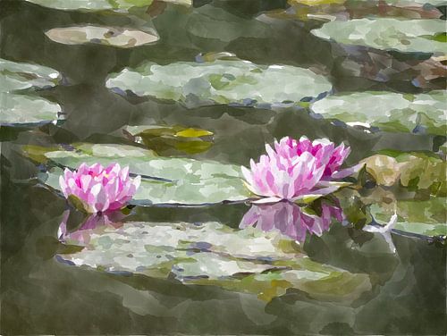 water lilies at sunrise