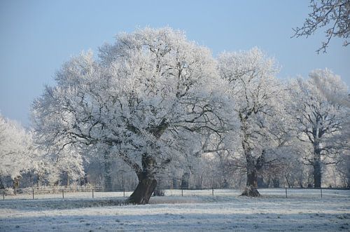 Winter bomen