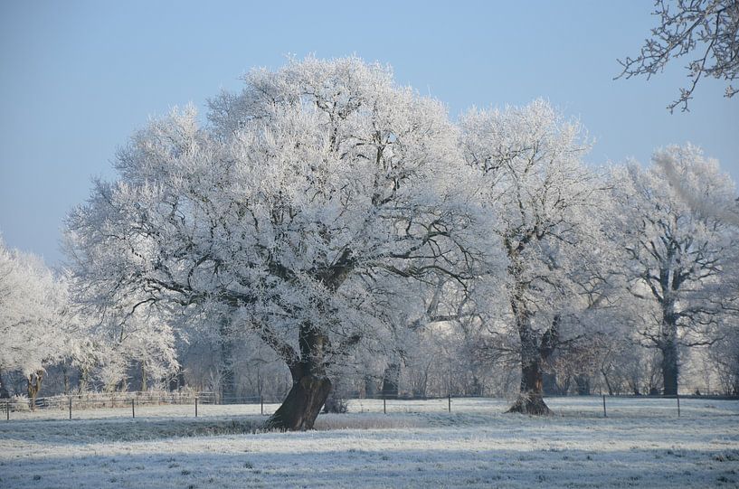 Winter Bäume von Corinna Vollertsen