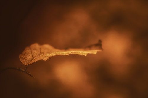 Herfst en lente