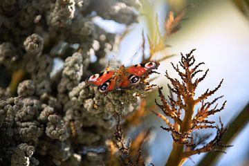 Papillon (Paon) sur Kim van Beveren