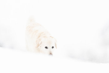 hond camouflage in de sneeuw