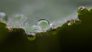 Dauwdruppels op Vrouwenmantelblad (macro)