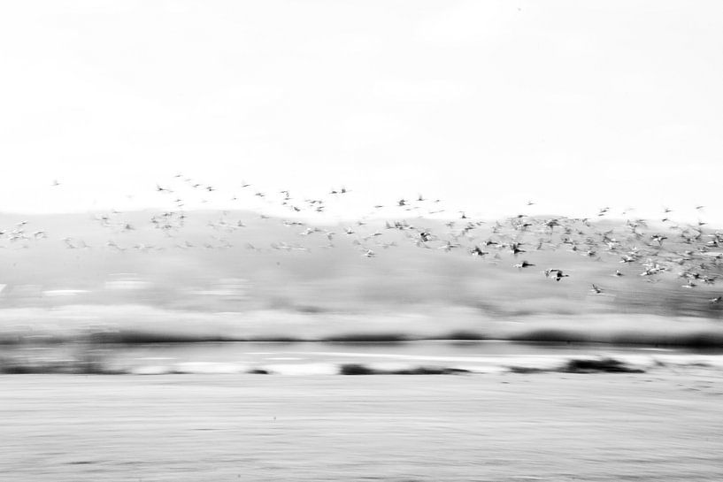 Geese by Crystal Clear