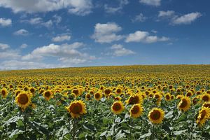Eindeloze Zonnebloemen