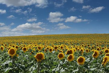 Endless Sunflowers by Yvonne Blokland