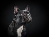 Bulldog by Elles Rijsdijk thumbnail