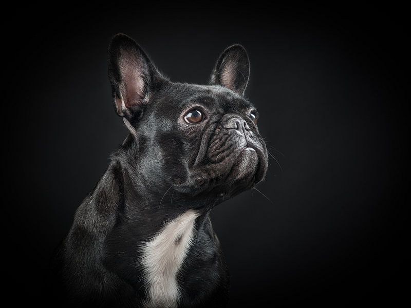 Bulldog by Elles Rijsdijk