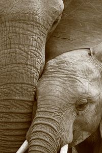 Close up van afrikaanse olifant moeder en kalf zwart wit