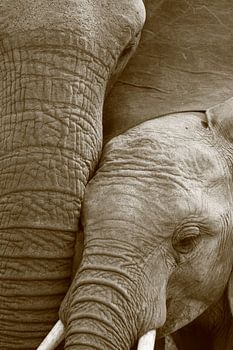 Gros plan de la mère et du petit d'un éléphant africain en noir et blanc