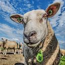 Sheep number 30 as portrait by Harrie Muis thumbnail
