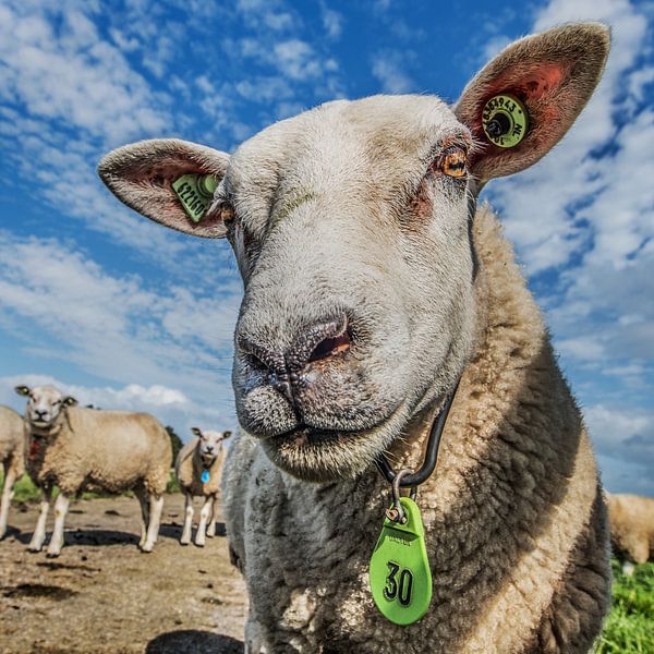 Sheep number 30 as portrait by Harrie Muis