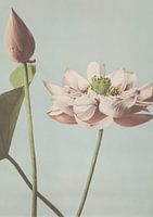 Photographic flowers, 70's and retro