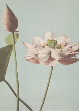 Photographic flowers, 70's and retro van NOONY