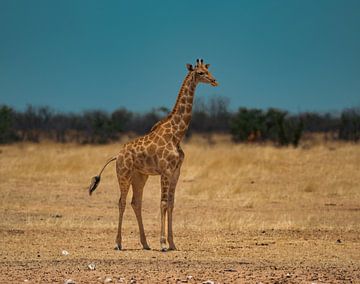 Afrikaanse giraffe in Namibië, Afrika van Patrick Groß