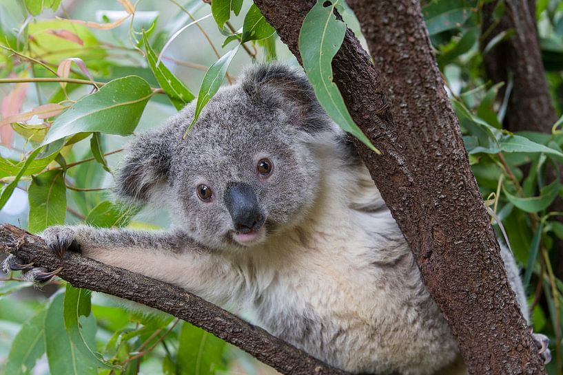 Koala (Phascolarctos cinereus) petit de 11 mois dans un arbre, Australie par Nature in Stock