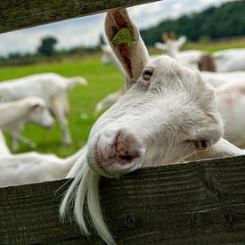 Goat Fun by Roland de Zeeuw fotografie