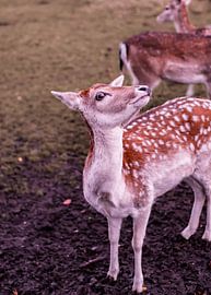 Deer with Character - no. 2 Naughty by Deborah de Meijer