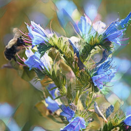 Fröhliches, farbenfrohes Bild von Schlangenkräuterblüten und einer Biene von Petra Hauwert