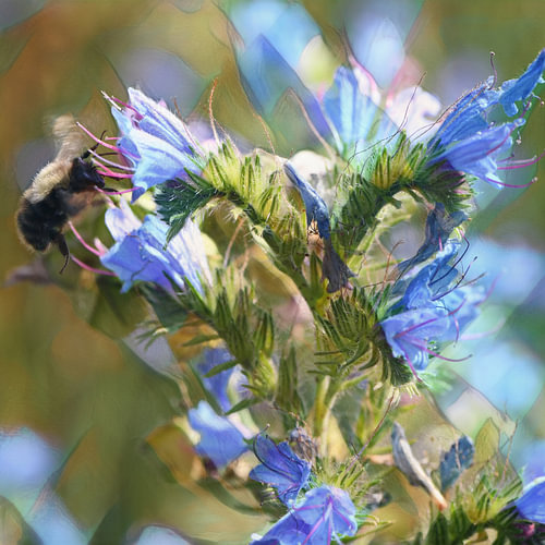 Vrolijk fleurijk beeld van slangekruidbloemen en een bij
