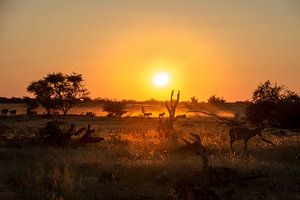 Sonnenuntergang in der Savanne