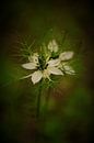 Nigelle de Damas par Fotomakerij Aperçu