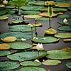 Lotusblumen und Seerosen in einem ruhigen Teich von Frank Photos