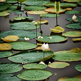 Lotusblumen und Seerosen in einem ruhigen Teich von Frank Photos