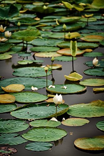 Lotus flowers and water lilies in a tranquil pond